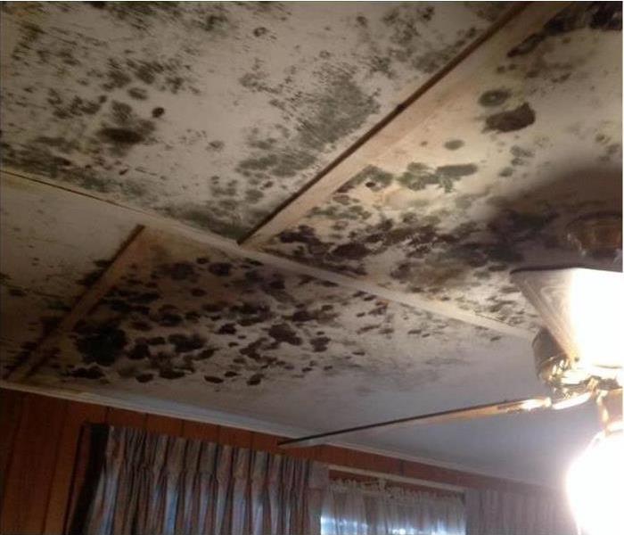 Heavy mold on a residential ceiling